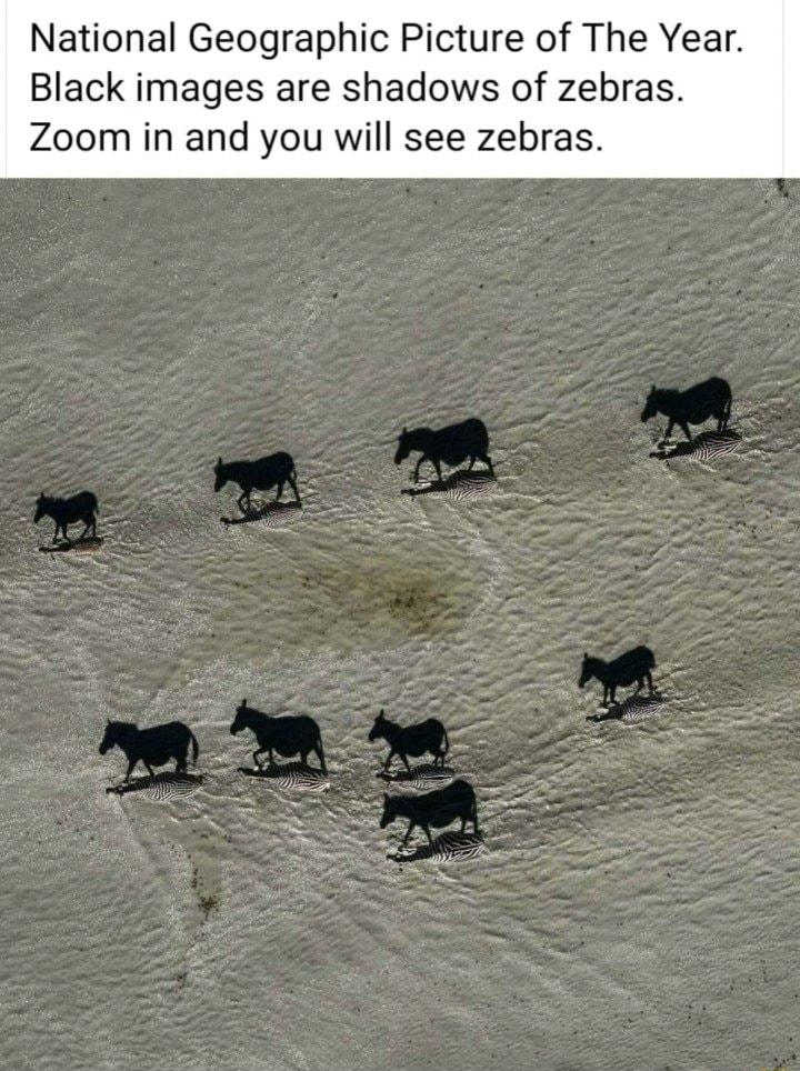 National Geographic Picture of The Year Black images are shadows of zebras Zoom in and you will see zebras