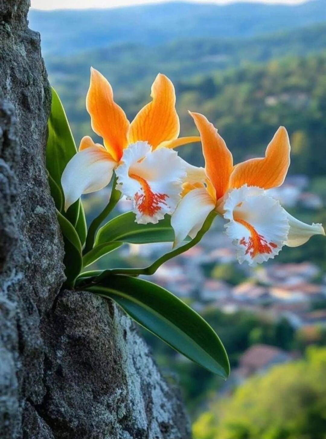 Orchid growing from a rock.