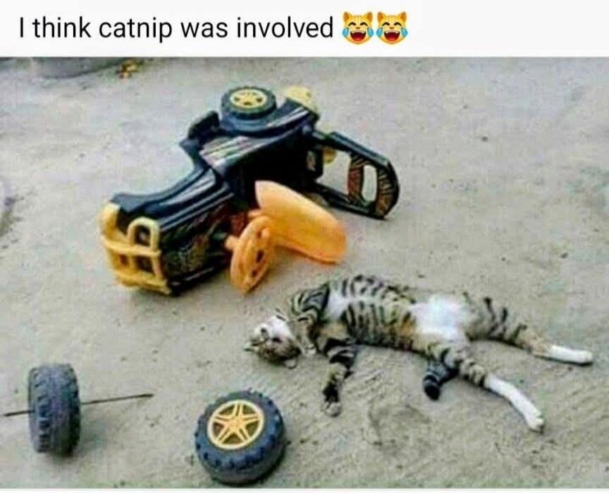 I think catnip was involved