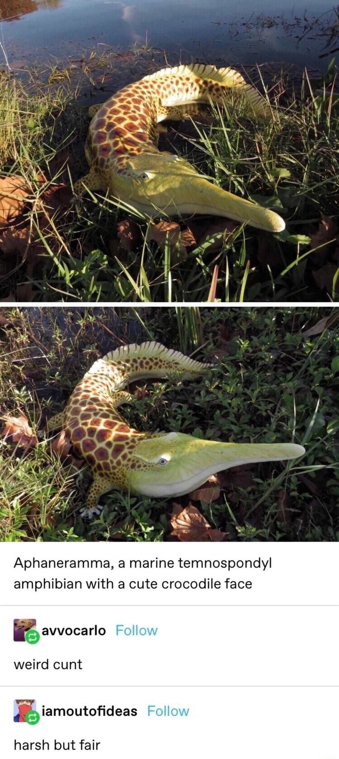 Aphaneramma a marine temnospondyl amphibian with a cute crocodile face avvocarlo weird cunt ngiamoutodeas harsh but fair