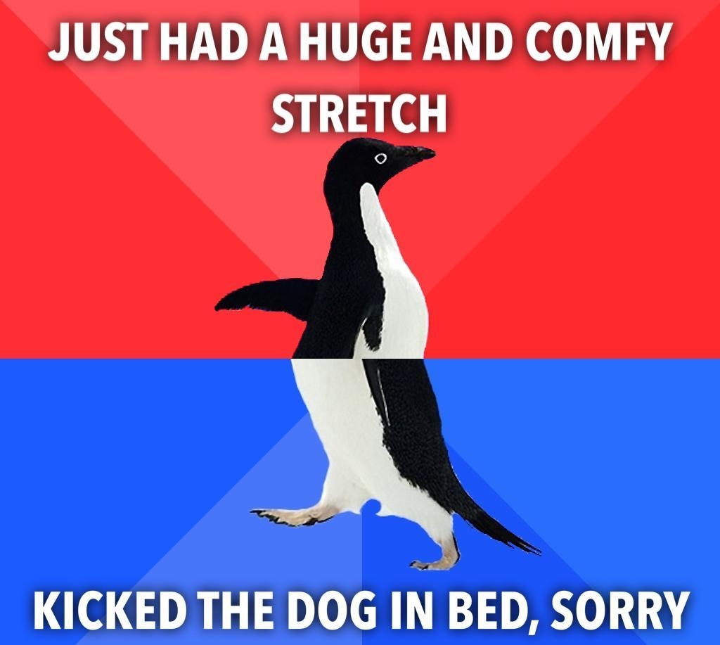 JUST HAD A HUGE AND COMEFY STRETCH KICKED THE DOG IN BED SORRY IR a