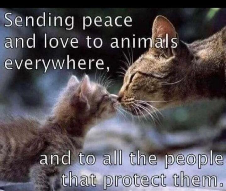 Sending peace and love to animals everywhere, and to all the people that protect them.