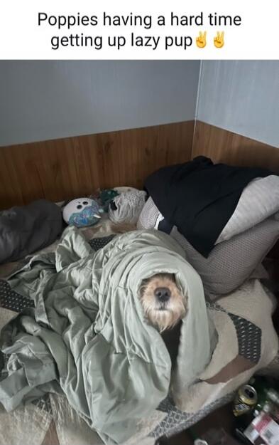 Poppies having a hard time getting up lazy pup 👌👌