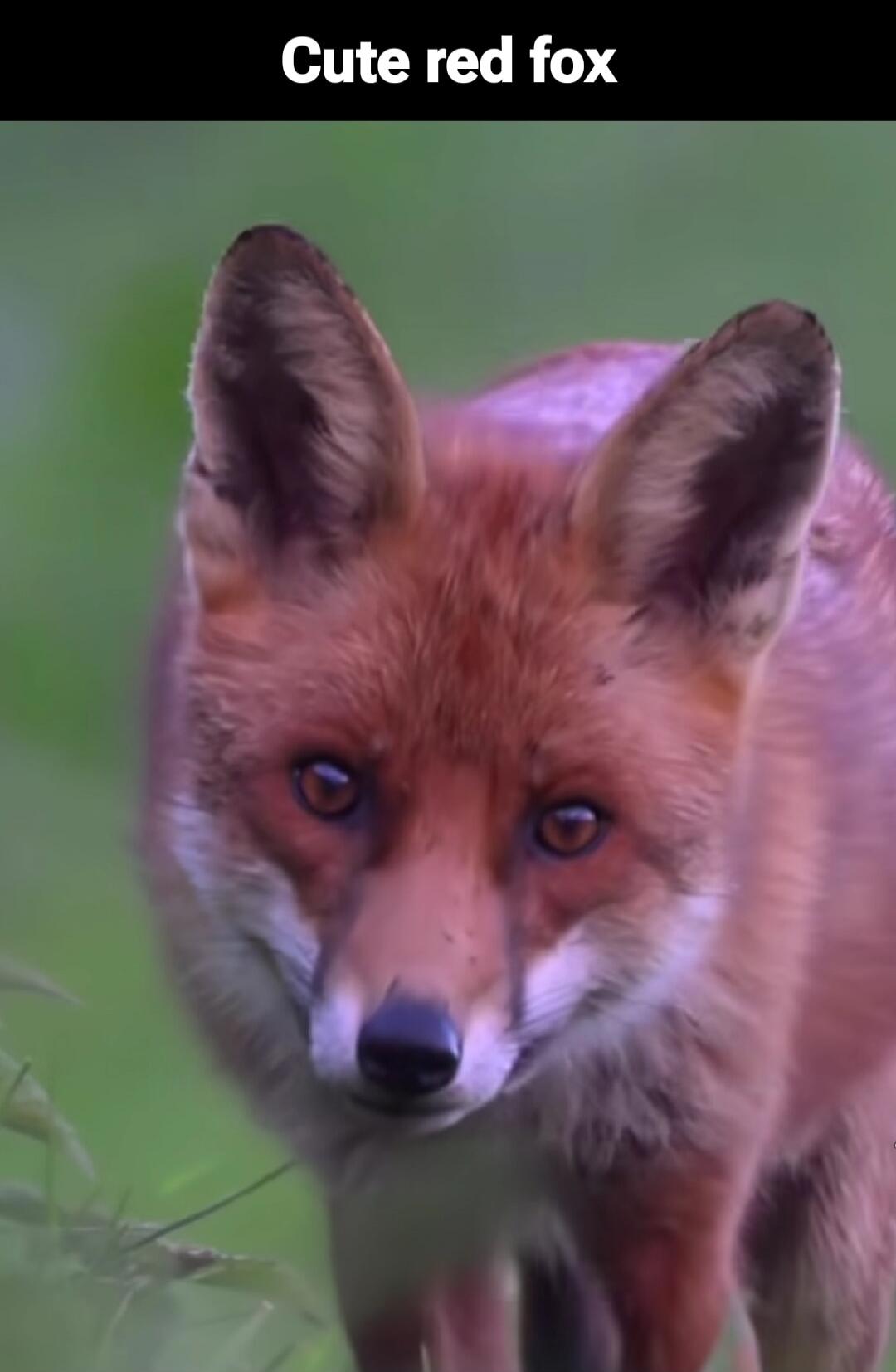 Cute red fox
