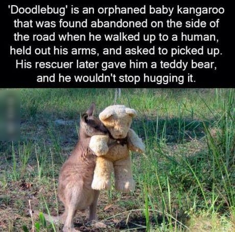 Doodlebug is an orphaned baby kangaroo LUEIRVERR UG IELEL I El N RO LY LGN ET RV LN CRVET I ERIT RGN T EL held out his arms and asked to picked up His rescuer later gave him a teddy bear and he wouldnt stop hugging it