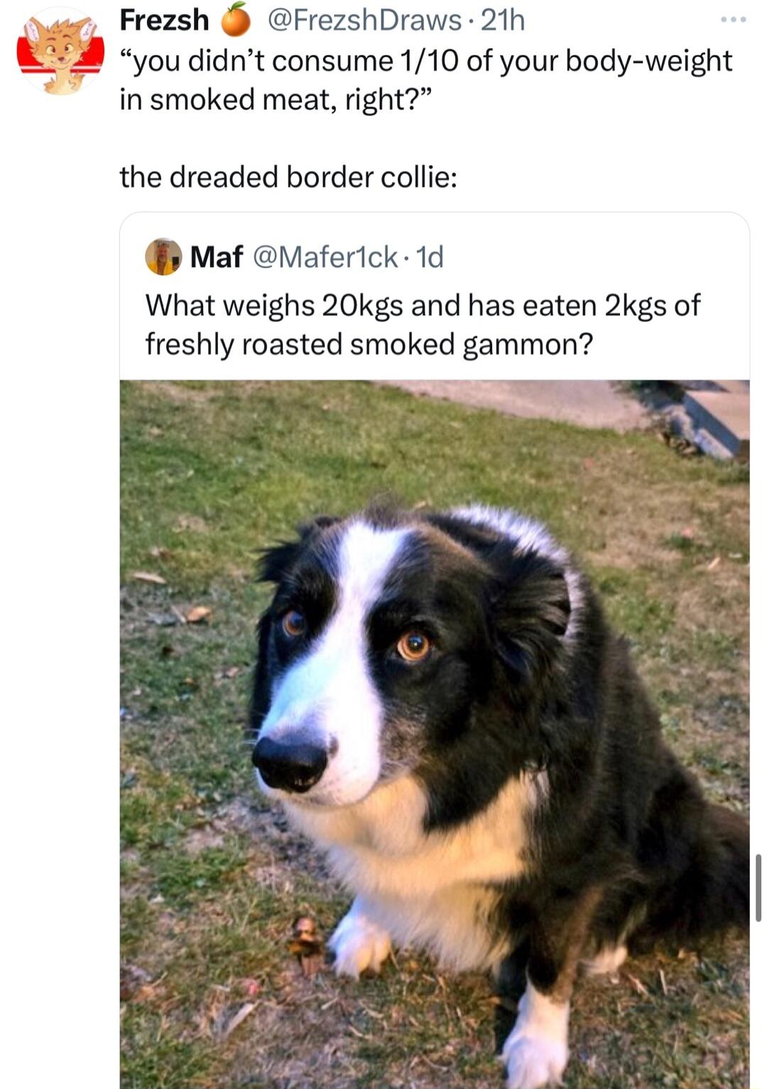 Frezsh FrezshDraws 21h S you didnt consume 110 of your body weight in smoked meat right the dreaded border collie Maf Maferick 1d What weighs 20kgs and has eaten 2kgs of freshly roasted smoked gammon