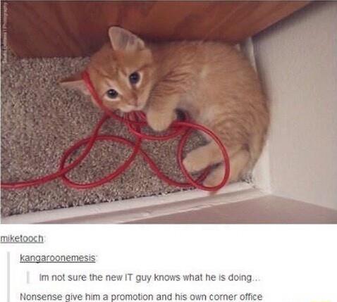 Im not sure the new IT guy knows what he is doing Nonsense give him a promotion and his own comer office