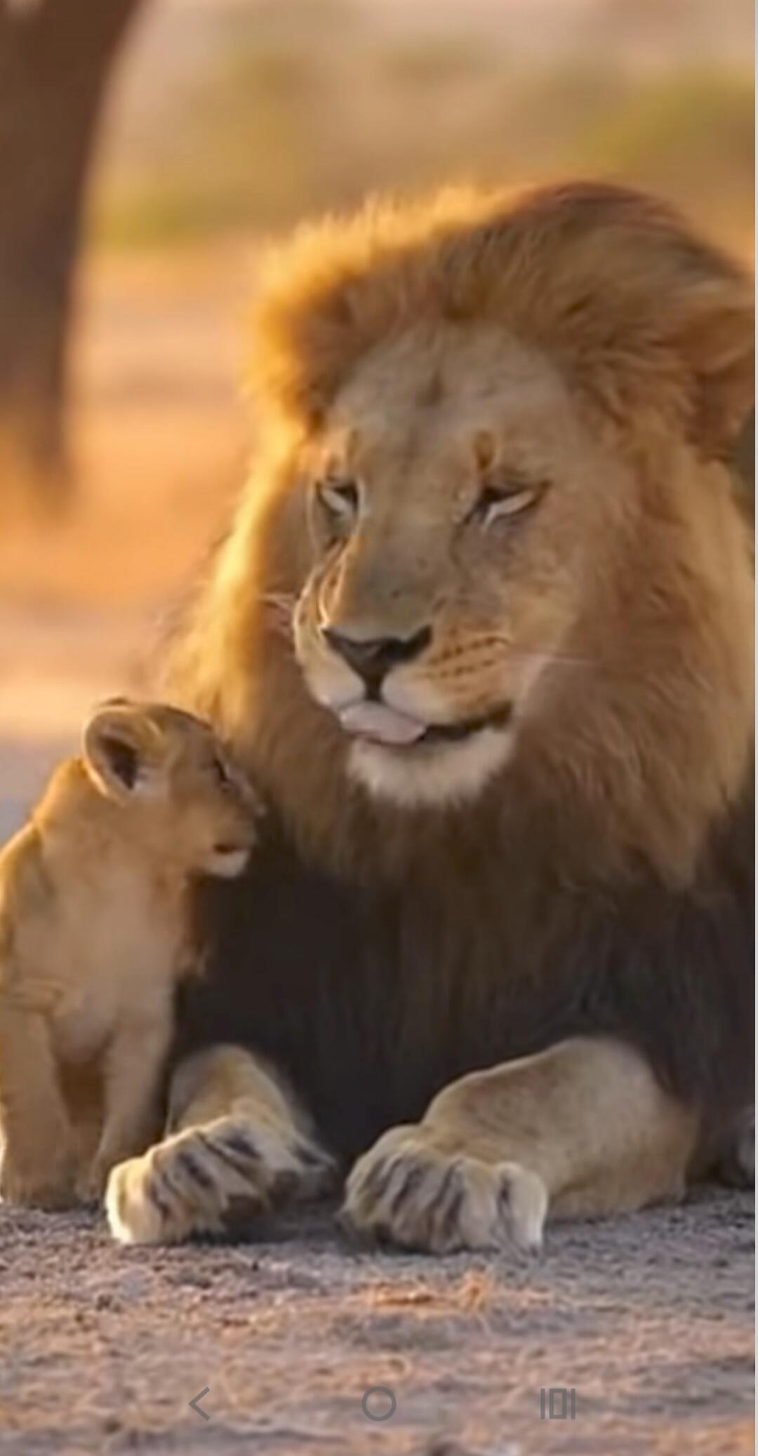 A lion cub nuzzles its father.