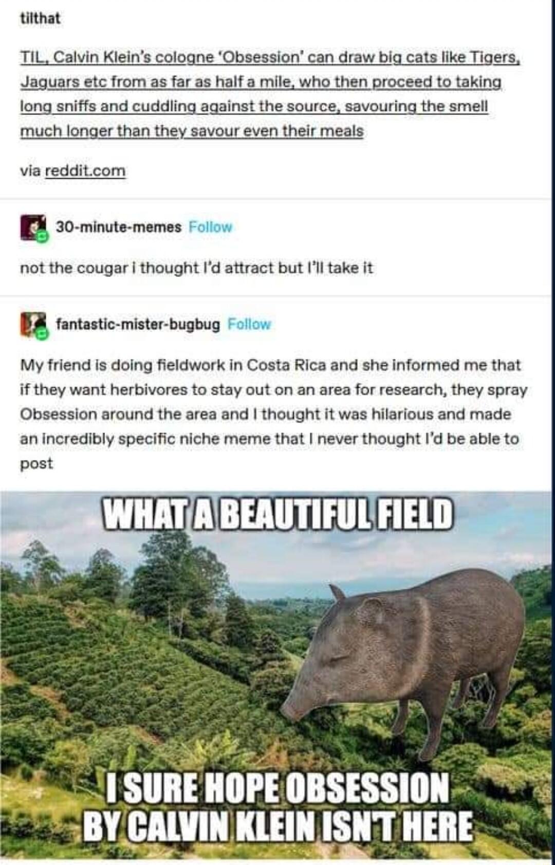 tilthat TiL Calvin Kieins cologne Obsession can draw big cats like Tigers Jaguars etc from as far as half a mile who then proceed to taking long sniffs and cuddiing against the source savouring the smell much longer than they savour even their meals via redditcom X 30 minute mermes not the cougar thought I attract but Il take it B fotasticmiserugtug My friend is doing fieldwork in Costa Rica and s