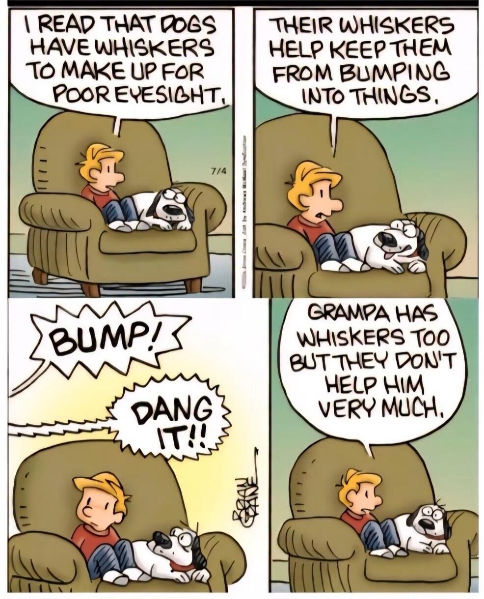 I READ THAT DOGS HAVE WHISKERS TO MAKE UP FOR POOR EYESIGHT. THEIR WHISKERS HELP KEEP THEM FROM BUMPING INTO THINGS. BUMP! DANG IT!! GRAMPA HAS WHISKERS TOO BUT THEY DON'T HELP HIM VERY MUCH.