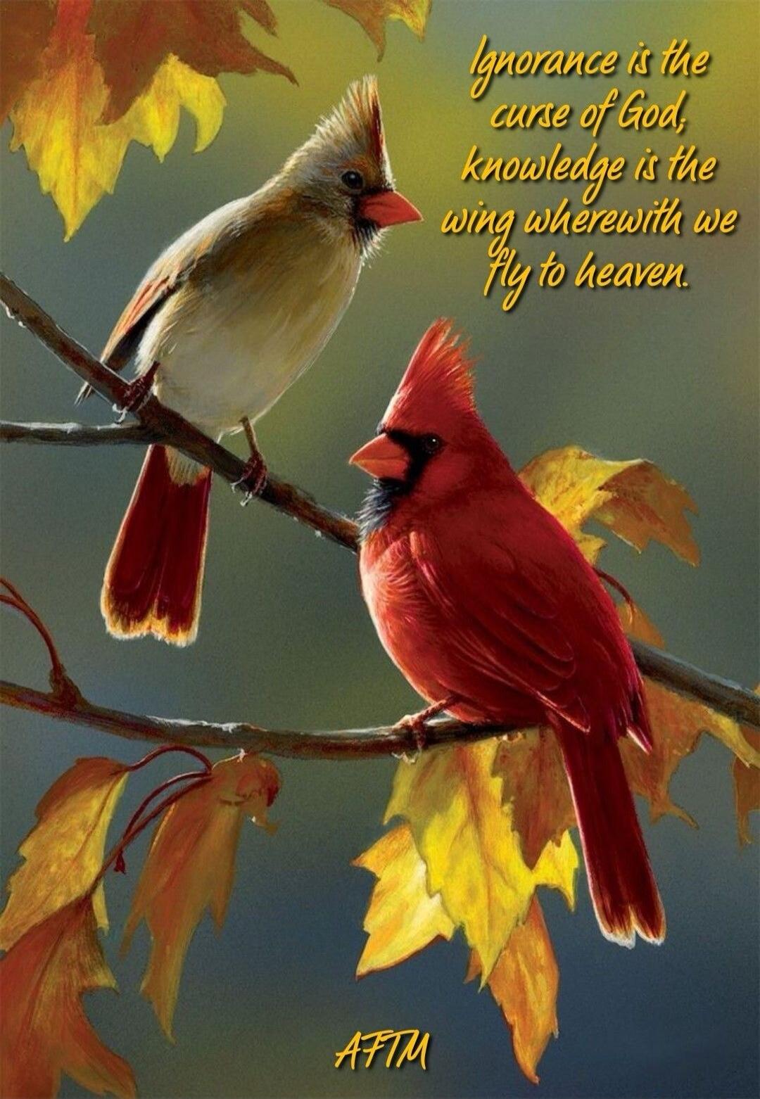 Ignorance is the curse of God, knowledge is the wing wherewith we fly to heaven. AFTM