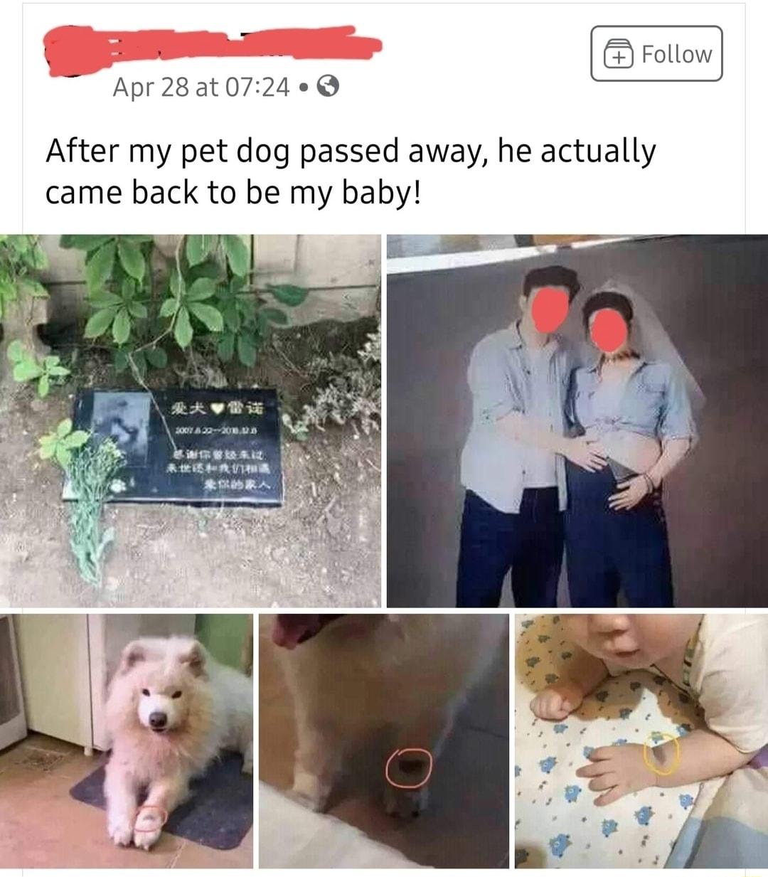 Follow Apr28at0724 Q After my pet dog passed away he actually came back to be my baby