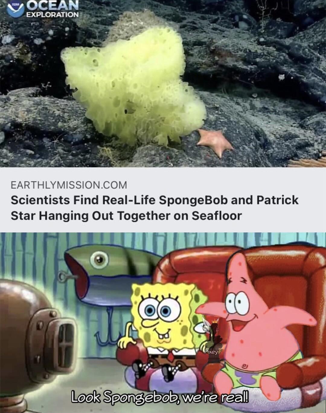 OCEAN EXPLORATION EARTHLYMISSIONCOM Scientists Find Real Life SpongeBob and Patrick Star Hanging Out Together on Seafloor