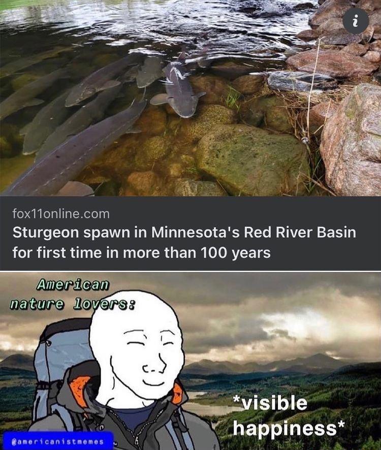 fox11onlinecom Sturgeon spawn in Minnesotas Red River Basin for first time in more than 100 years