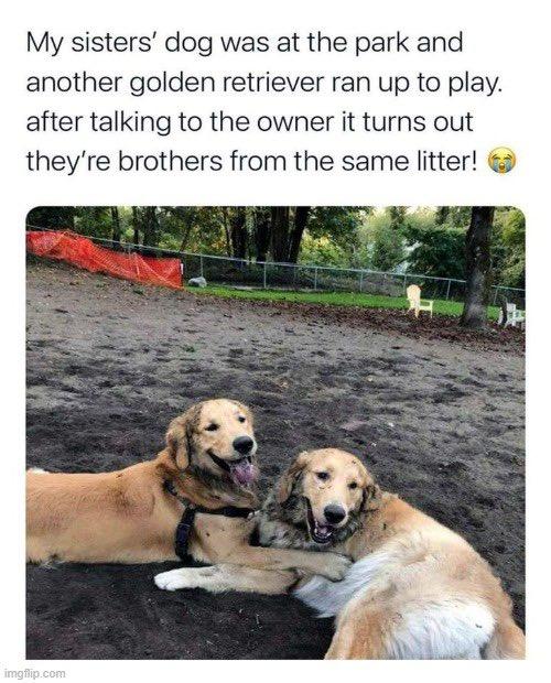 My sisters dog was at the park and another golden retriever ran up to play after talking to the owner it turns out theyre brothers from the same litter