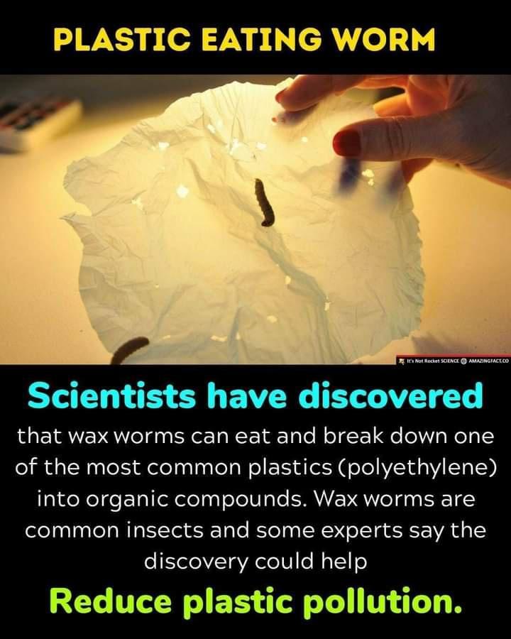 WX p T Npi l o et NG AAIHGITCD Scientists have discovered that wax worms can eat and break down one of the most common plastics polyethylene into organic compounds Wax worms are common insects and some experts say the discovery could help LTI ES S LN R