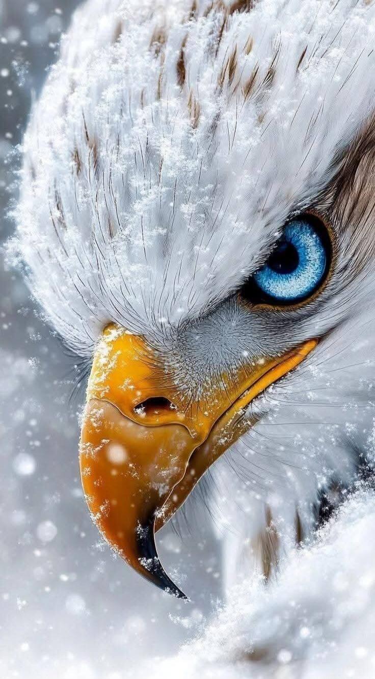 Close-up of an eagle's face in snow, featuring a bright blue eye and yellow beak, with frost on feathers.