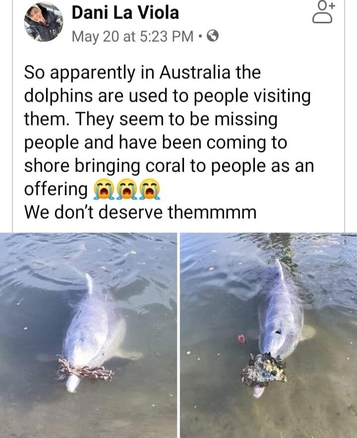 Dani La Viola S May 20 at 523 PM So apparently in Australia the dolphins are used to people visiting them They seem to be missing people and have been coming to shore bringing coral to people as an offering s l We dont deserve themmmm