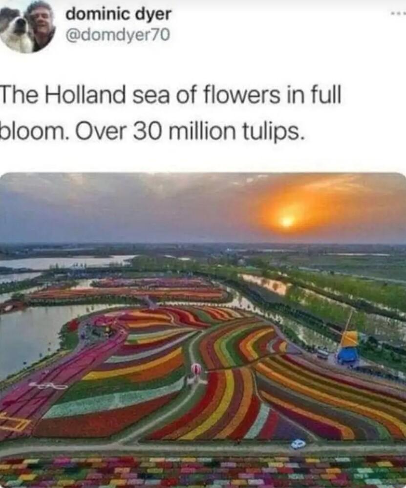 dominic dyer domdyer70 he Holland sea of flowers in full bloom Over 30 million tulips