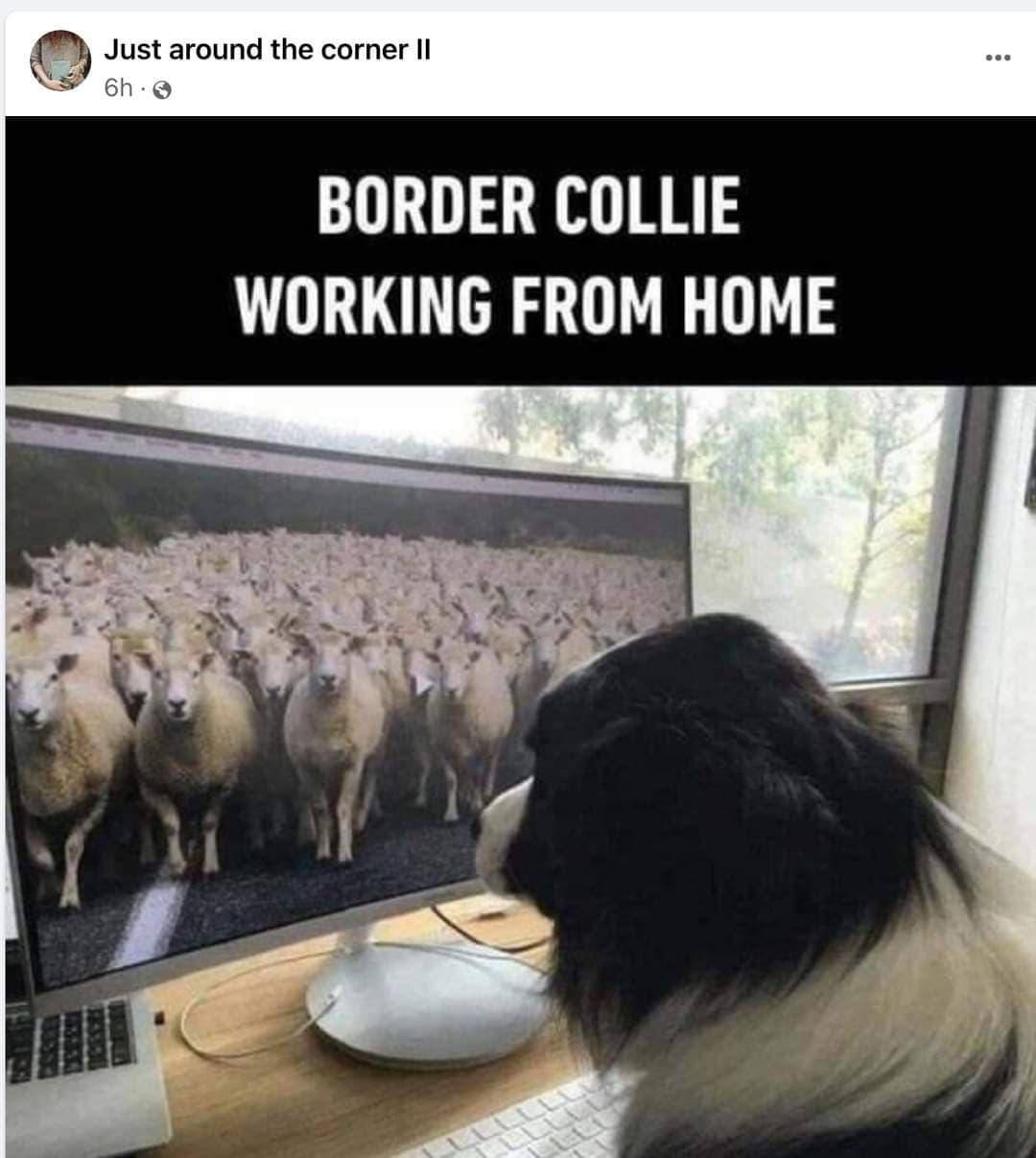 Just around the corner Il 6h Q BORDER COLLIE WORKING FROM HOME