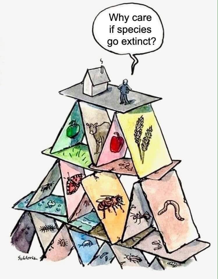 Why care if species go extinct