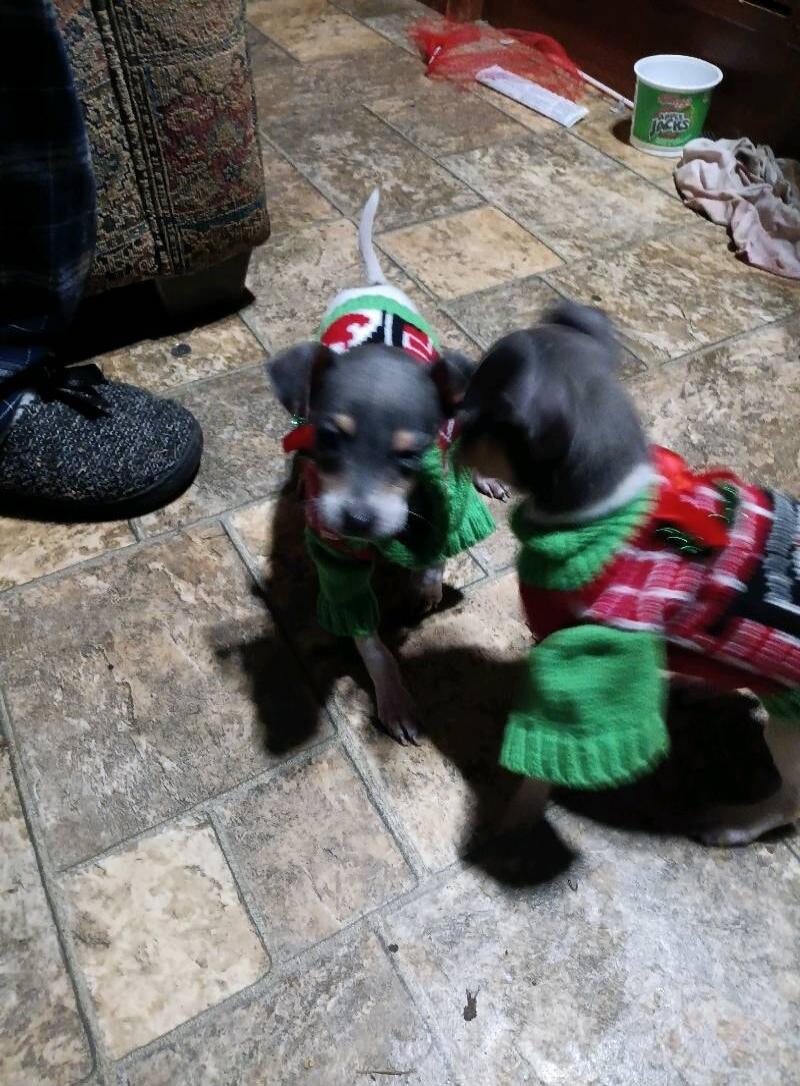 Two small dogs wearing green and red Christmas sweaters indoors on a tiled floor.