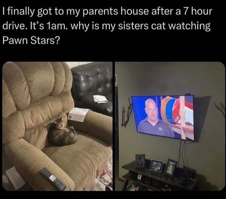 I finally got to my parents house after a 7 hour drive. It's 1am. why is my sisters cat watching Pawn Stars?