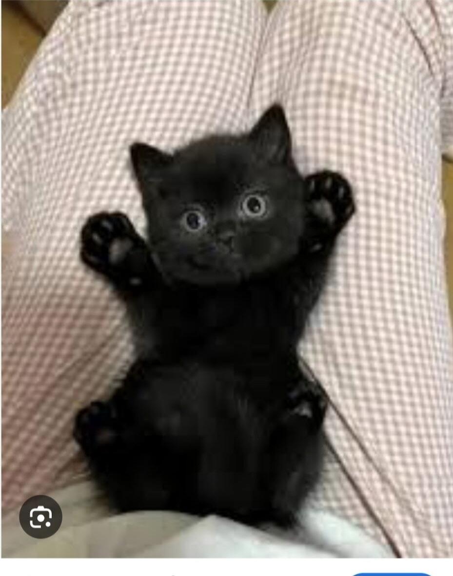 A small black kitten lying on its back with its paws up, looking at the camera with wide eyes.