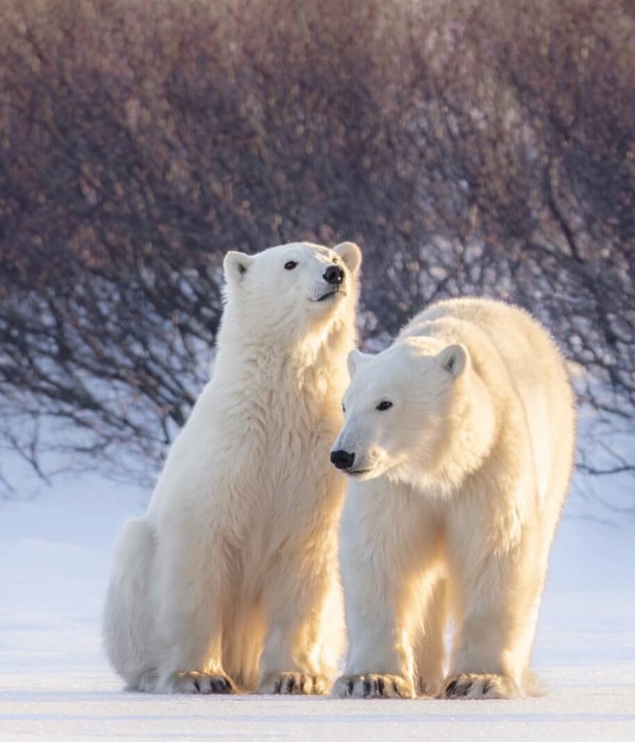Two polar bears standing on snow.