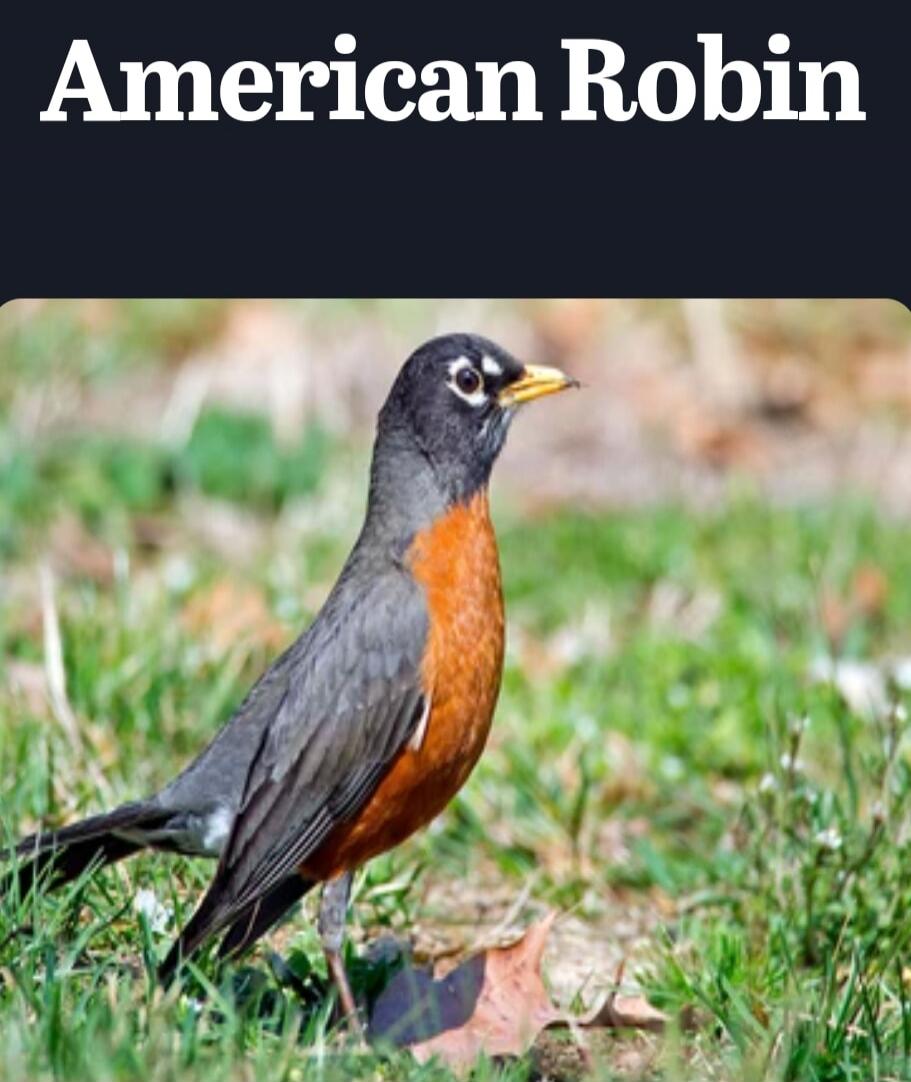 American Robin