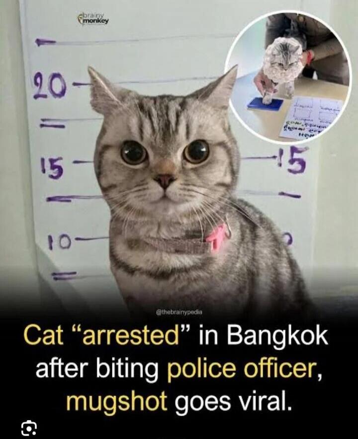 brainy monkey 20 15 10 thebrainypedia Cat 