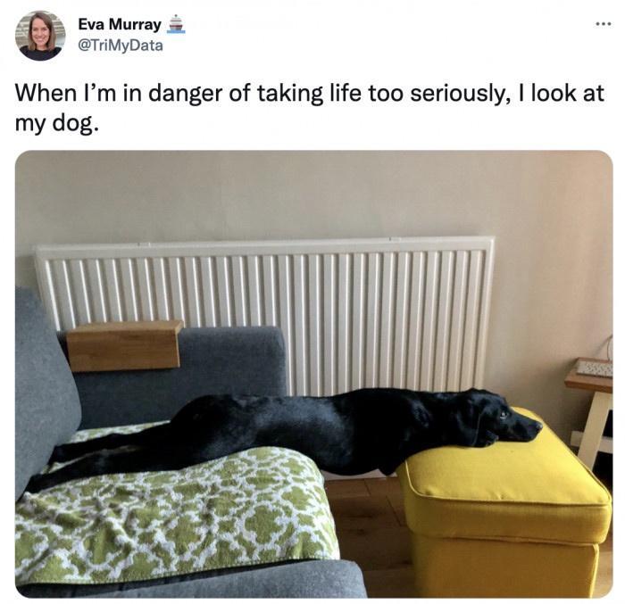 EvaMurray TiMyData When Im in danger of taking life too seriously look at my dog