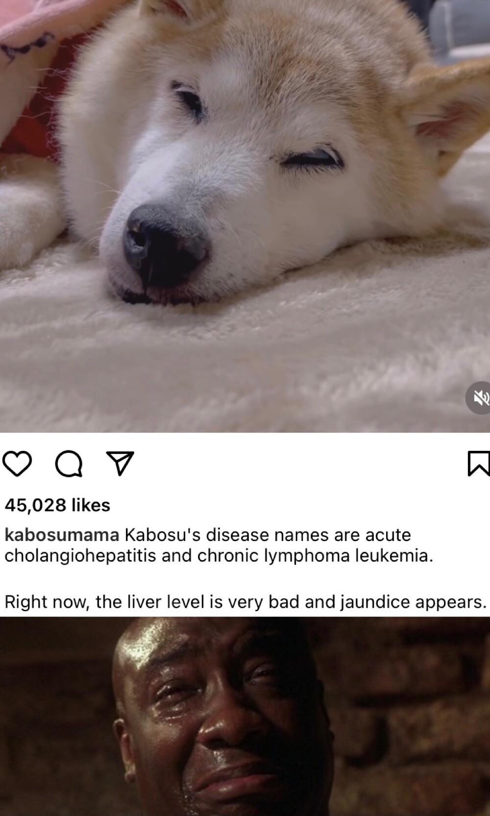 7 Qv 45028 likes kabosumama Kabosus disease names are acute cholangiohepatitis and chronic lymphoma leukemia Right now the liver level is very bad and jaundice appears