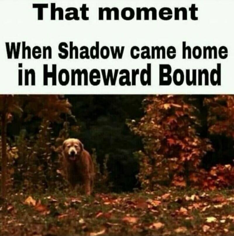 That moment When Shadow came home in Homeward Bound