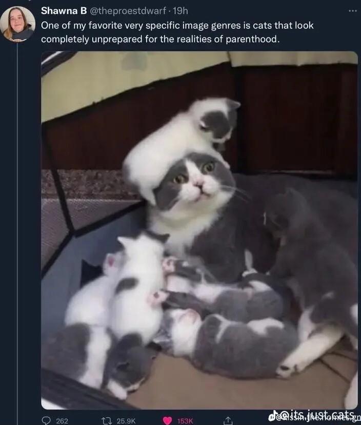Shawna B theprosstdwarf 8 One of my favorite very specific image genres is cats that look completely unprepared for the realities of parenthood T