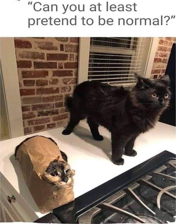 Can you at least pretend to be normal