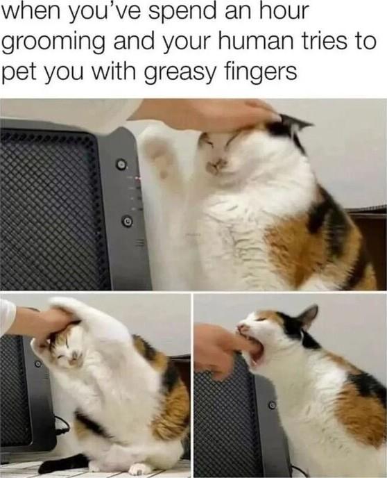 when youve spend an hour grooming and your human tries to pet you with greasy fingers Af 4