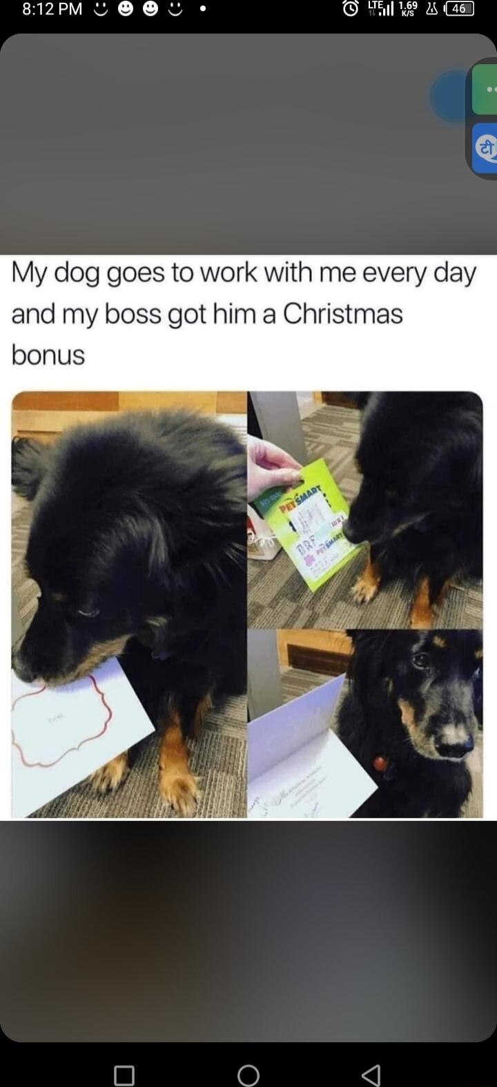 812ZPM O O J O TE i8 My dog goes to work with me every day and my boss got him a Christmas bonus