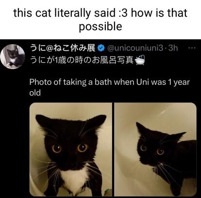 this cat literally said 3 how is that possible 2 ScehziaR e SCHBDOBOSASSH W Photo of taking a bath when Uni was 1year