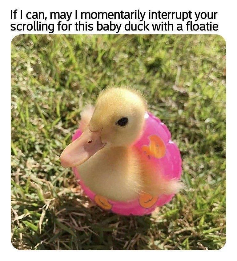 If 1 can may momentarily interrupt your scrolling for this baby duck with a floatie