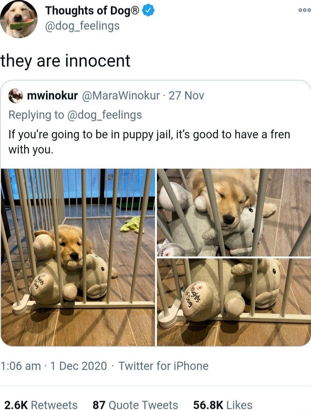 Thoughts of Dog dog_feelings they are innocent mwinokur MaraWinokur 27 Nov Replying to dog_feelings If youre going to be in puppy jail its good to have a fren with you 106 am 1 Dec 2020 Twitter for iPhone 26K Retweets 87 Quote Tweets 568K Likes