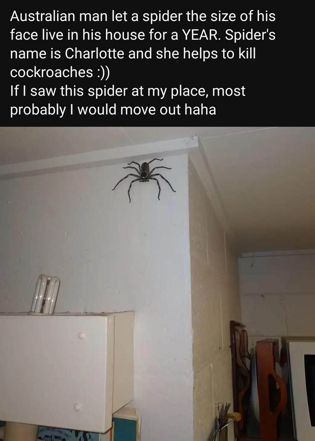 Australian man let a spider the size of his face live in his house for a YEAR Spiders name is Charlotte and she helps to kill cockroaches If saw this spider at my place most probably would move out haha