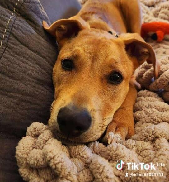 TikTok Life @ellina65029711