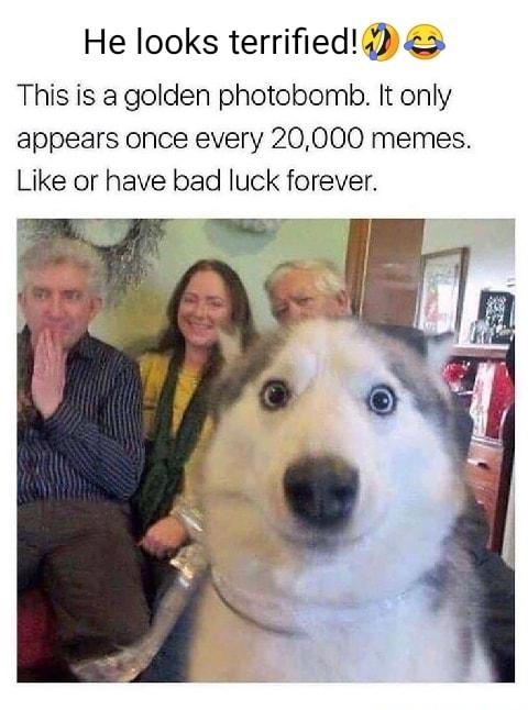 He looks terrified4 This is a golden photobomb It only appears once every 20000 memes Like or have bad luck forever
