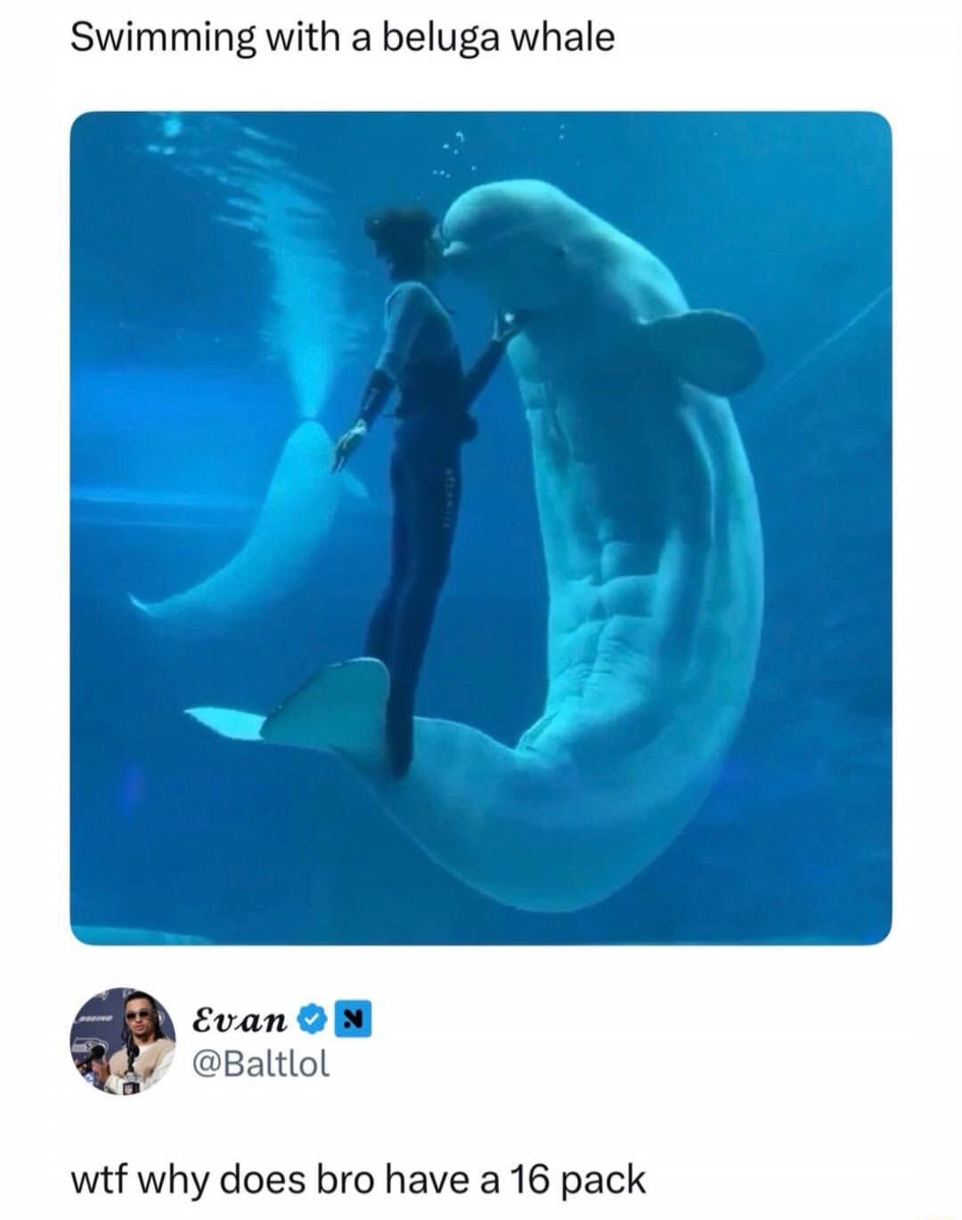 Swimming with a beluga whale wtf why does bro have a 16 pack