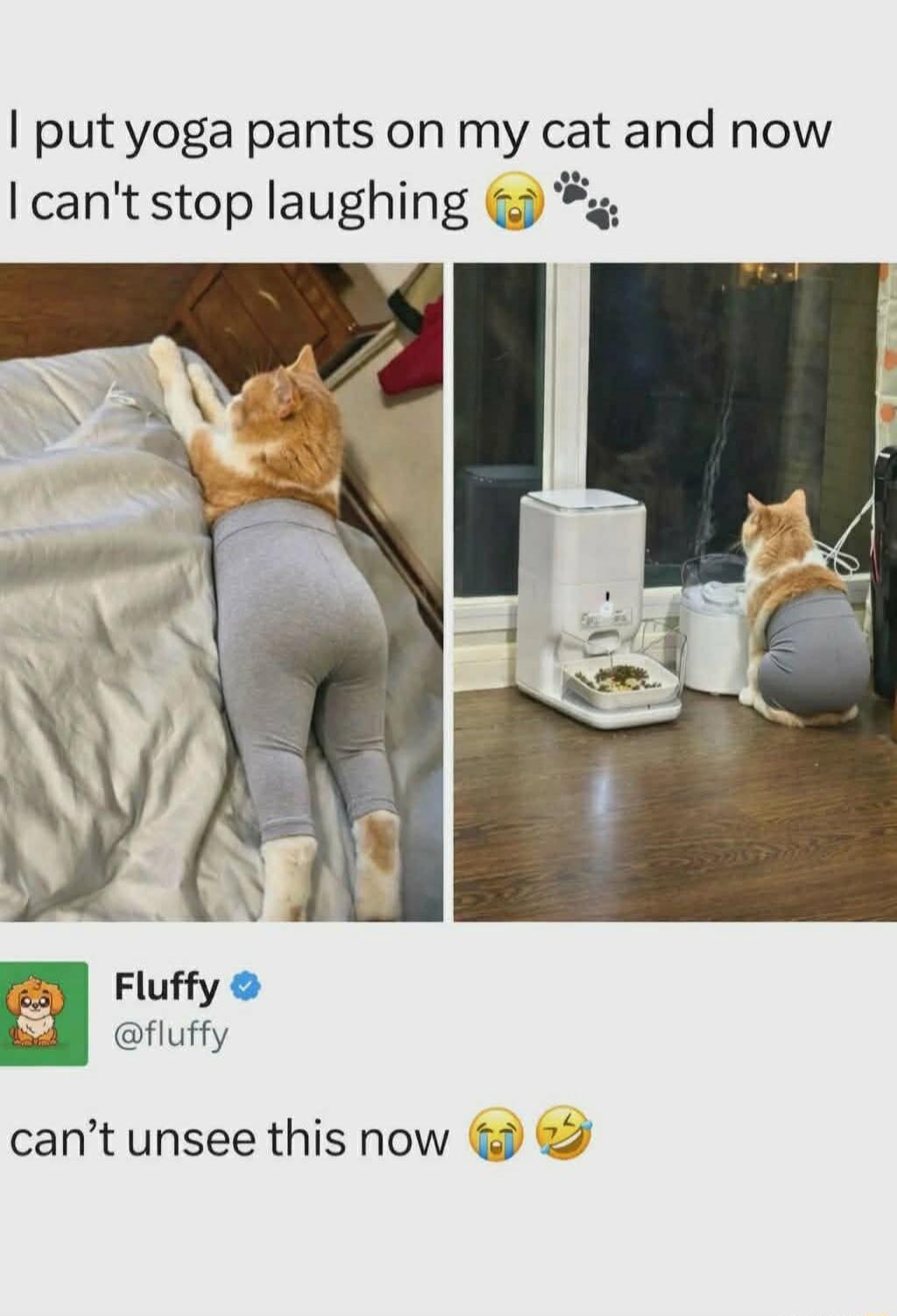 I put yoga pants on my cat and now I can't stop laughing. Fluffy @fluffy. can't unsee this now.