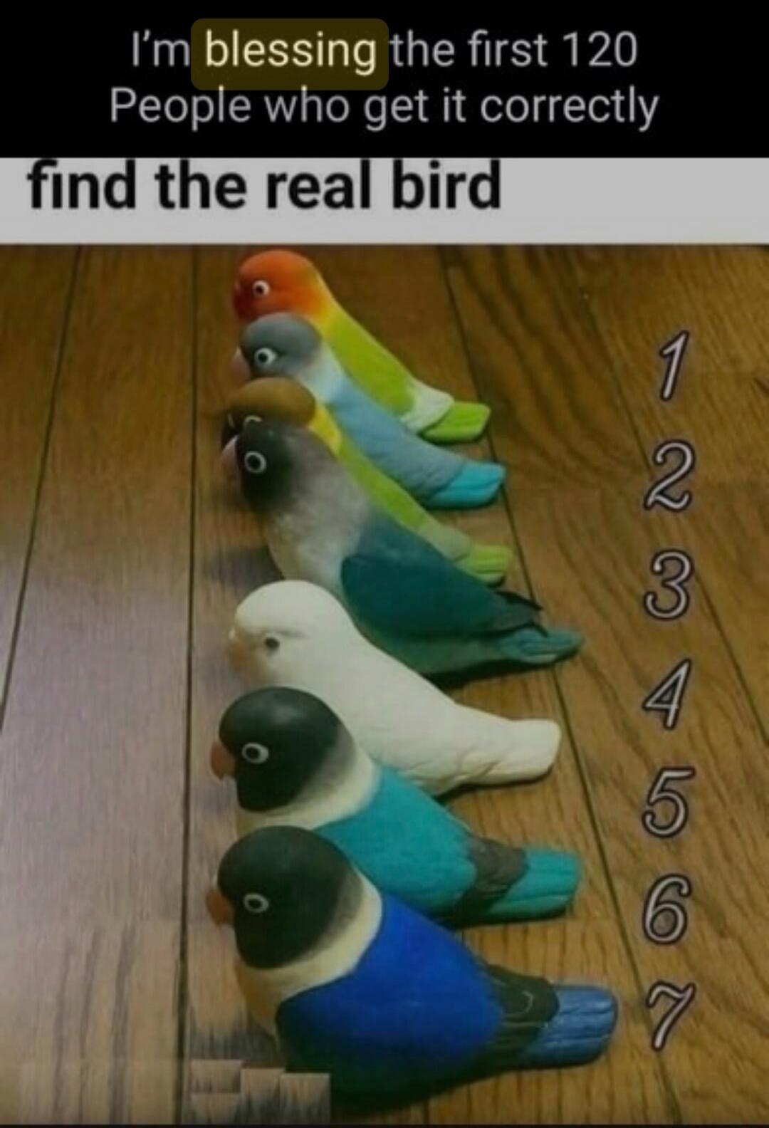 I'm blessing the first 120 People who get it correctly find the real bird