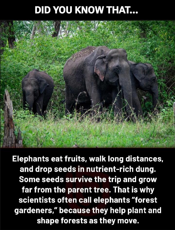 DID YOU KNOW THAT... Elephants eat fruits, walk long distances, and drop seeds in nutrient-rich dung. Some seeds survive the trip and grow far from the parent tree. That is why scientists often call elephants “forest gardeners,” because they help plant and shape forests as they move.