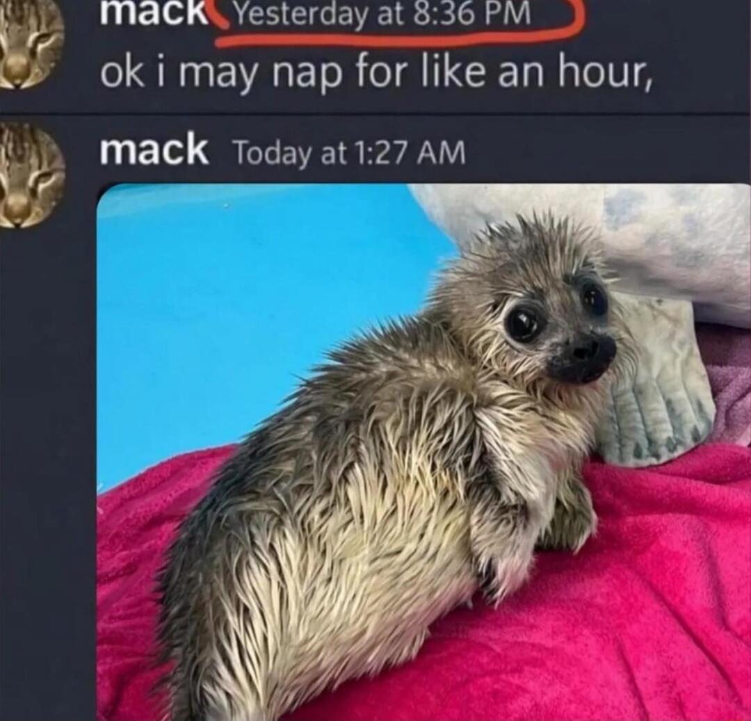 mack Yesterday at 8:36 PM
ok i may nap for like an hour,
mack Today at 1:27 AM
[image of a wet small dog on a pink towel]