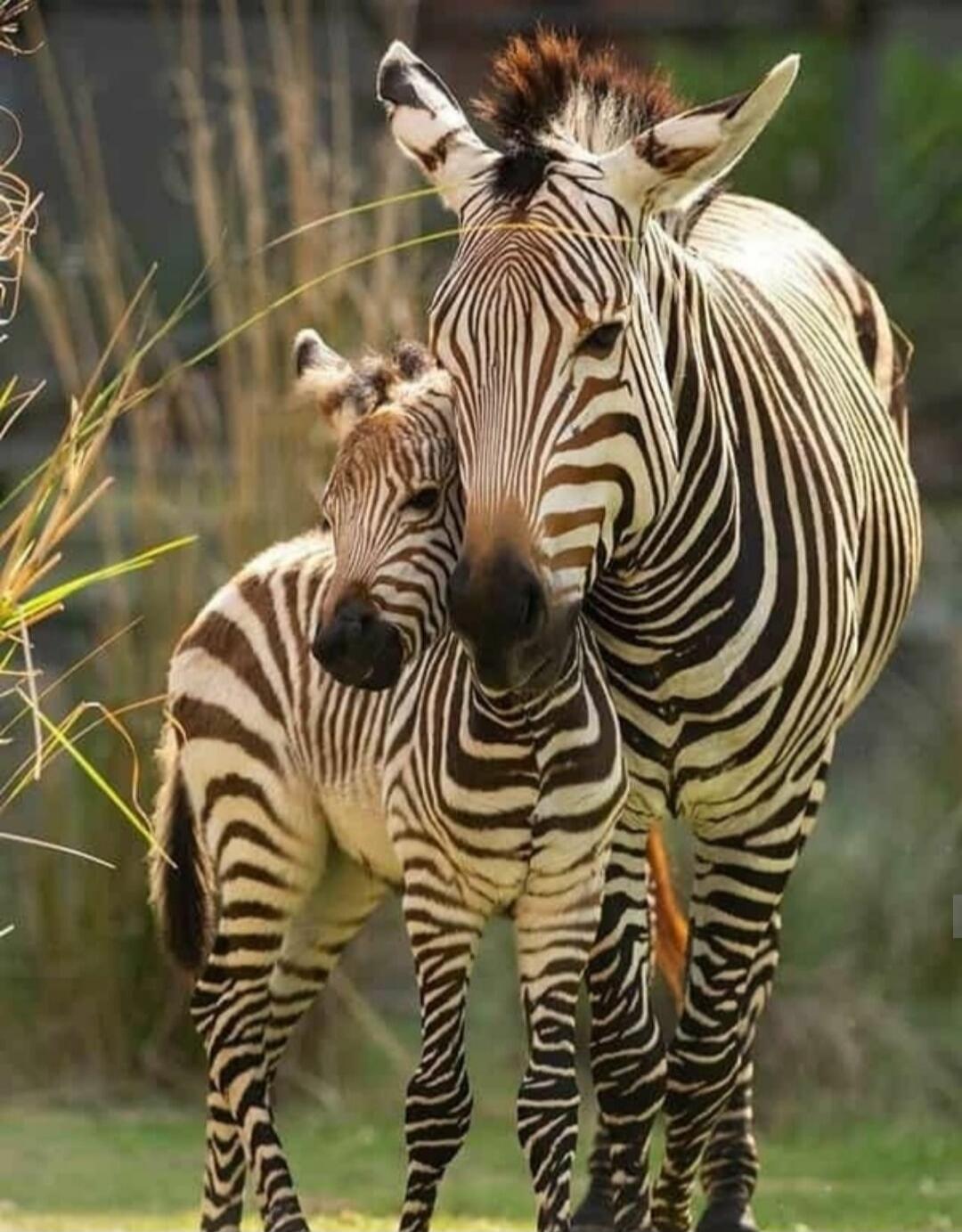 Session ID: 1028383.